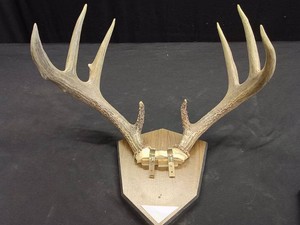 8 POINT ANTLER MOUNT
