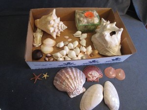 Sea Shells