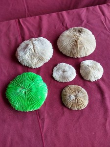 (6) Mushroom Coral