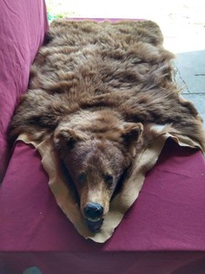 Beautiful Vintage Taxidermy Brown Bear Skin Rug