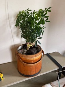 Vintage Wooden Bucket Planter w Schefflera Houseplant Rustic Decor