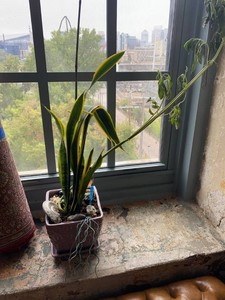 Ceramic Planter w Tray & Variegated Snake Plant Indoor Pot Decor