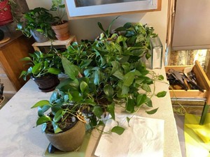 Group of Assorted Live Pothos Houseplants in Mixed Decorative Pots