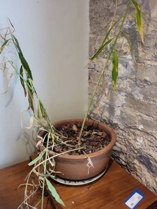 Terracotta Planter Pot with Saucer & Houseplant Approx. 12in See Photos