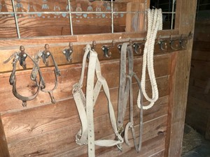 Horse Lot