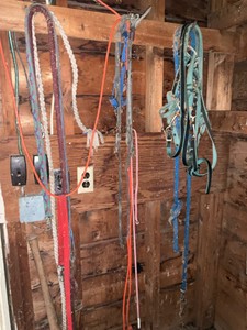 Horse Accessory Lot