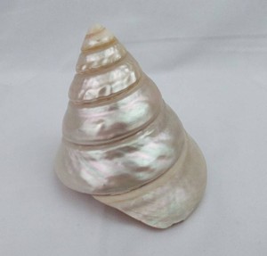 Trochus Shell - Trochus niloticus Top Shell with Pearlized Finish