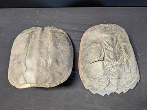 Turtle Shell Specimens - Pair (Lot of 2)