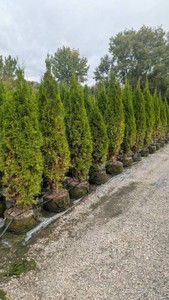 Emerald Green Arborvitae - 6-7 Tall - 10-Gallon Pot - 1 Tree