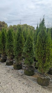 Emerald Green Arborvitae - 7-8 Tall - 15-Gallon Pot - 1 Tree