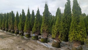 Emerald Green Arborvitae - 7'-8' Tall - 15-Gallon Pot - 1 Tree