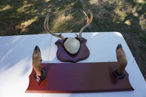 White Tailed Deer Antler and Hoof Gun Rack