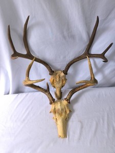 Deer Skull Mounts with Antlers