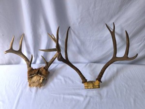 Antlers - Set of 2