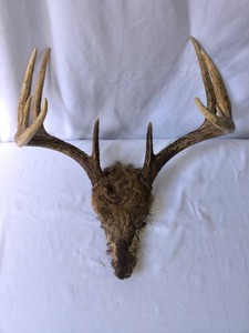 Deer Antlers