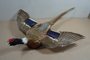 Jumbo Mount Ringneck Pheasant Wall Mount