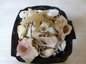 Container of Assorted Seashells