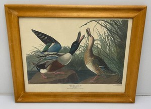 Framed Behind Glass 1836 B. Havell Engraved, Printed And Colored Print  Drawn From nature By J.J. Andubon F.R.S. F.L.S. Shoveler Duck Anas ClyPeata L. 18 x 23