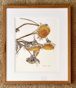 O - Botanical Colored Pencil Drawing - Marian S. Adcock Sunflowers