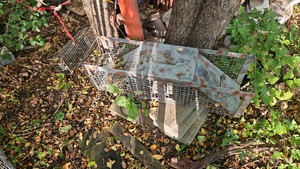 Live traps, various sizes see photos