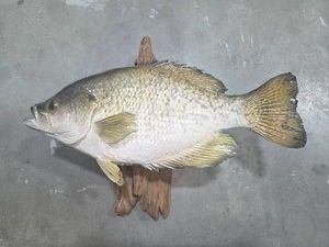Fish Mount #1
