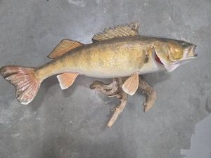 Fish Mount #2