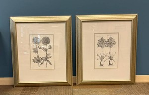 Framed Botanical Flower Prints in Gold-Tone Frames (Lot of 2)