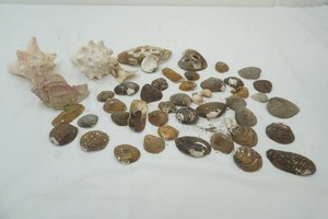 group of sea shells