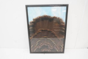 framed tail feathers 19 x 25