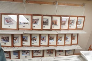 Ducks Unlimited DNR Pheasant Stamp print from 1983 to 2006 framed and matted with the same sequential number 1306 in every series