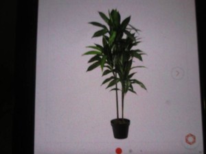 48 Silk plant