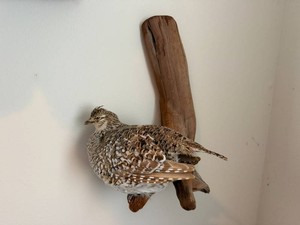 Taxidermy Mount Sharp Tailed Grouse