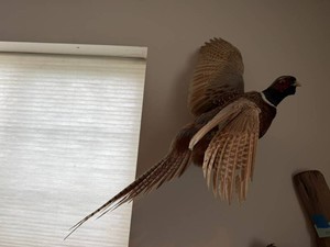 Taxidermy Mounted Flying Ringneck Pheasant