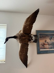 Canada Goose Taxidermy Mount
