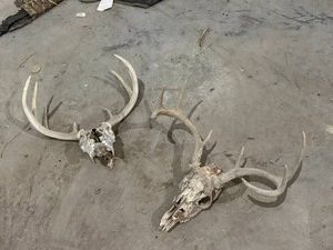Skull & Antlers