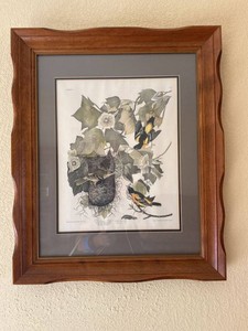 Framed Audubon Baltimore Oriole Bird Print 1937 Reproduction