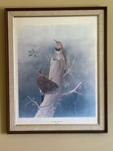 John P ONeill Framed Bird Print Woodpeckers 1973 Nature Wall Art