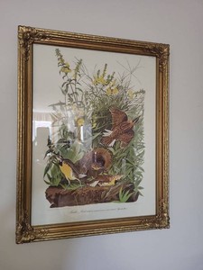 John James Audubon Meadow Lark Framed Bird Print Ornate Gold Frame
