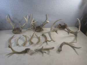 (A-3) Assorted Deer Antlers
