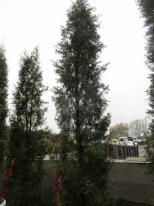 Juniper - Taylor, 10 ft...