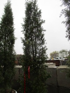 Juniper - Taylor, 9 ft...