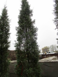 Juniper - Taylor, 11 ft...