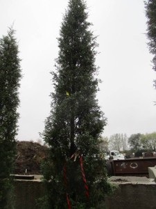 Juniper - Taylor, 11 ft...