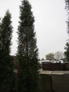 Juniper - Taylor, 11 ft...