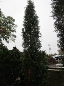 Juniper - Taylor, 11 ft...