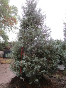Juniper - Medora, 9 ft...