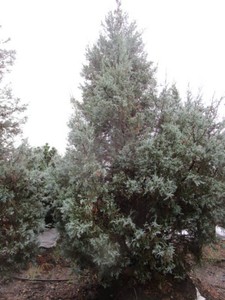 Juniper - Medora, 9 ft...