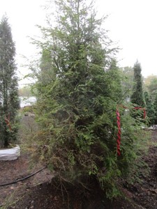 Hemlock, 8 ft...