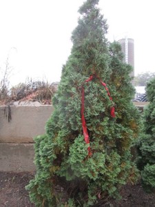 Arborvitae - Holmstrup, 6 ft...