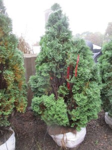 Arborvitae - Holmstrup, 5 ft...